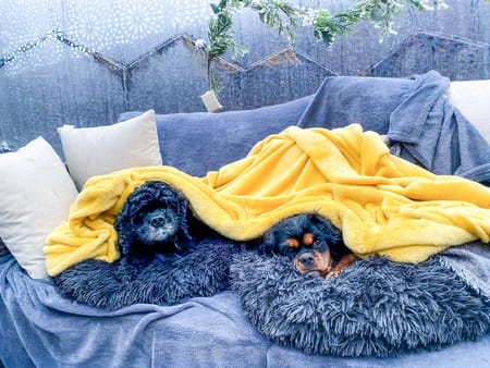Two cute dogs on a sofa inside the garden bubble pod