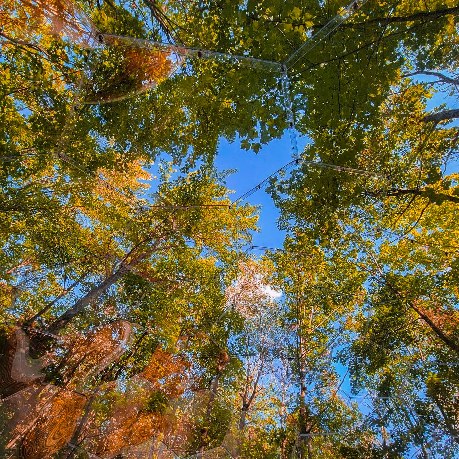 Bäume und Himmel von einer klaren Glampingkapsel aus gesehen