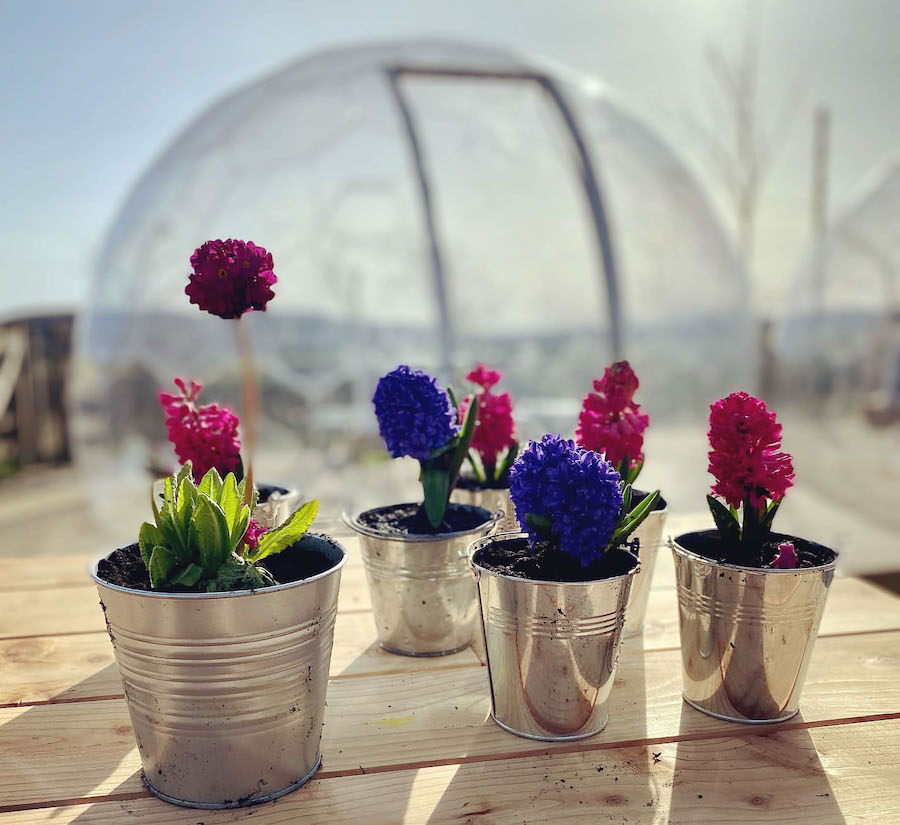 Bunte Blumen und eine Schote im Hinterhof