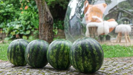 Watermelons waiting to be thrown at garden domes in a watermelon durability test