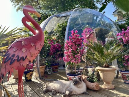 A beautiful She Shed in a garden igloo dome