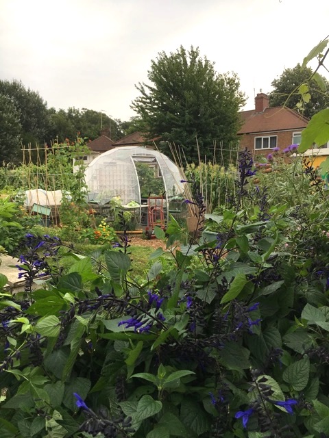 Dôme de serre dans un jardin communautaire