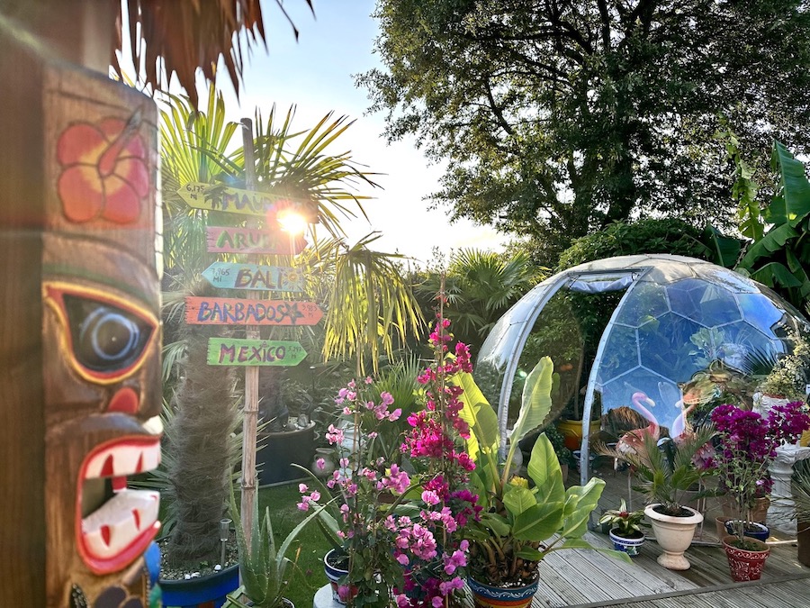 Couleurs tropicales dans le jardin d'Ania et Duncan en Cornouailles