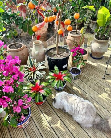 A cat looking at the plants inside the tropical dome