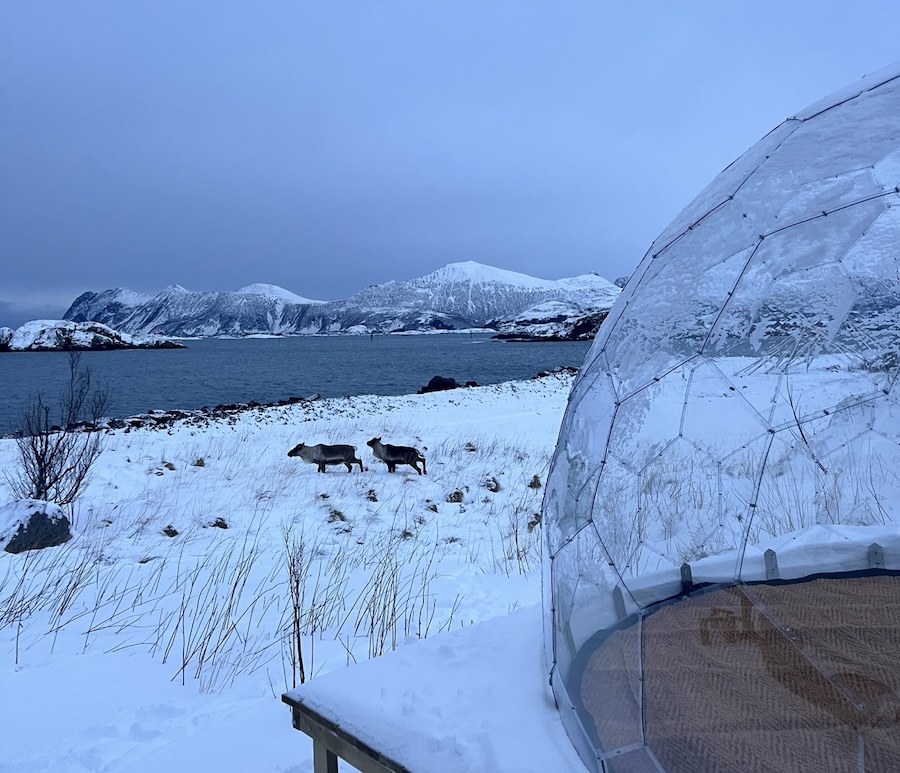 Reindeers and the dome in the snow