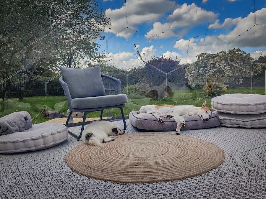 Two dogs relaxing in a garden dome