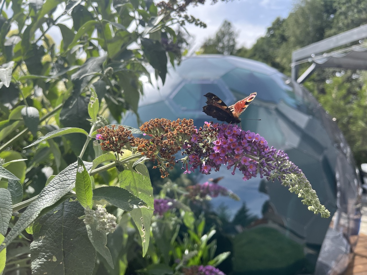 un papillon sur une fleur, avec un dôme de jardin hypodome en arrière-plan