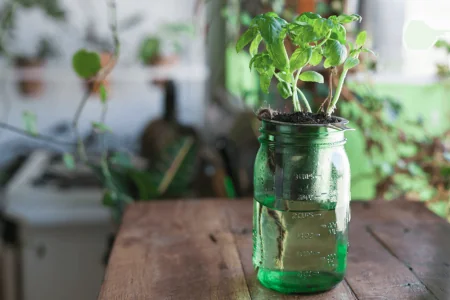 Plants in the jar