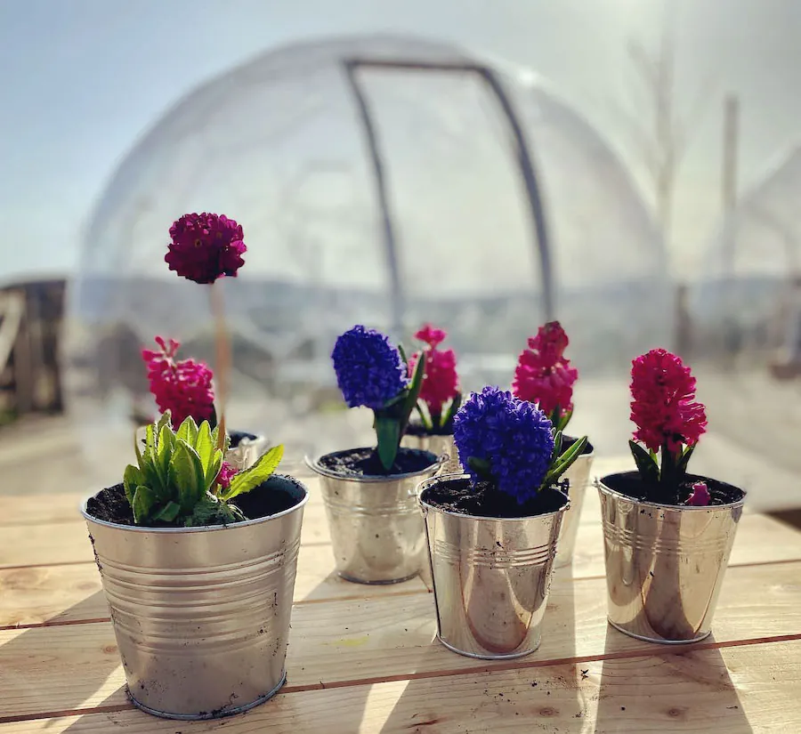 Colorful flowers and a backyard pod