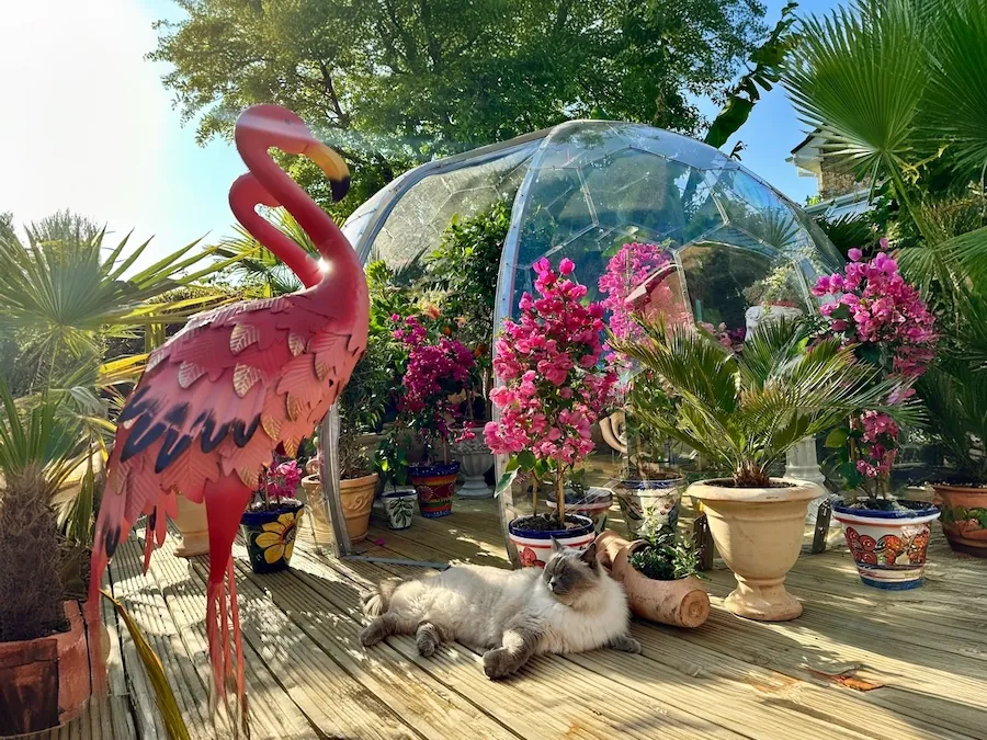 tropical greenhouse in a dome made of hexagonal panels