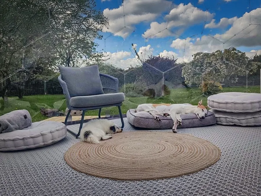 Two dogs relaxing in a garden dome